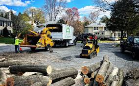 How Our Tree Care Process Works  in  Churchill, PA