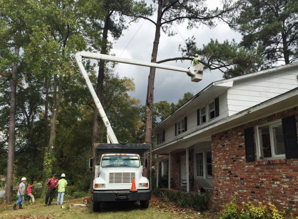 Churchill, PA Tree Services Company